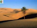 Hamid Baroudi - Caravane II Bagdad (world music festival) LIVE