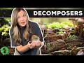 Decomposers Role in the Ecosystem