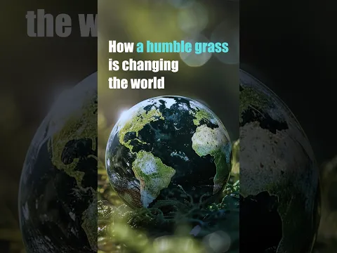 How a humble grass is changing the world