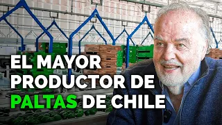 Vende Más De 30.000 Toneladas De Paltas - Jorge Schmidt