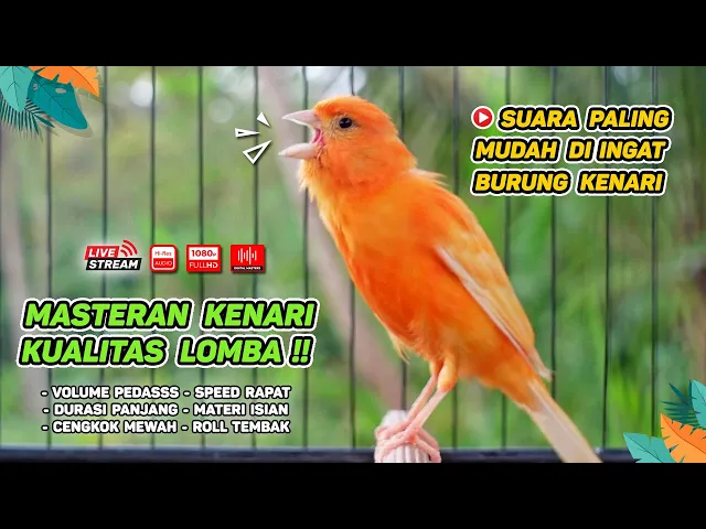 Download MP3 Kenari GACOR‼️ Masteran Burung Kenari PAUD dan Pancingan Kenari MACET BUNYI (EPISODE  1564)