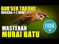 Download Lagu MASTERAN MURAI BATU 🔴 bur'ger tarung berjeda 1-2