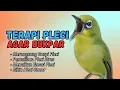 Lagu Semua Pleci Pasti Langsung Ikut Bunyi Ngalas - Terapi Pleci Agar Buka Paruh