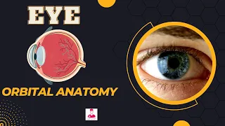 تشريح العين كامل العظام المحيطه الانسجه الرخوه عضلات العين العصب البصري 