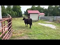 Rogers Auctioneers