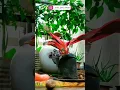Download Lagu How to Repot Your Stromanthe Plant - A Step-by-Step Guide for Healthy Growth