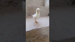 صوت كتكوت جميل  ما شاء الله    كتكوت  صيصان  كتكوته         دندنها