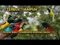 Download Lagu Suara pikat sogon dan burung madu lainnya terbukti paling ampuh