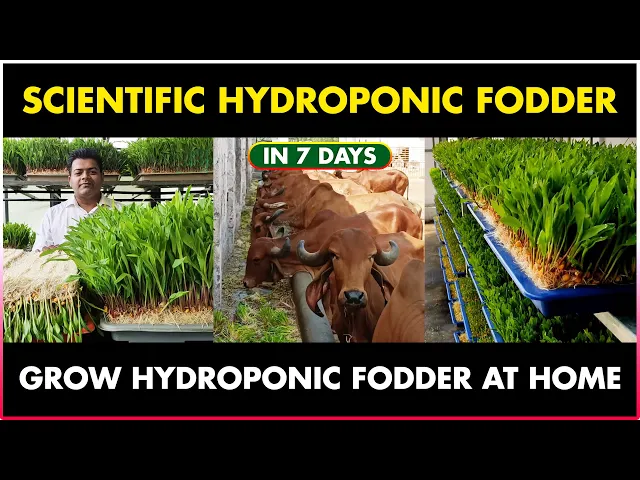 Fodder Project HYDROPONIC Fodder FARMING Business | Scientific Hydroponic Green Fodder ...