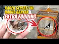 Download Lagu KACER SEPERTI INI HARUS BANYAK MAKAN EXTRA FOODING ?? - DR KACER