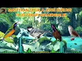 Download Lagu Mp3 Masteran dan terapi untuk segala jenis burung paling populer 2025