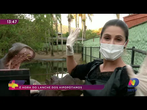 No Zoo: é hora do lanche dos hipopótamos (parte 2)