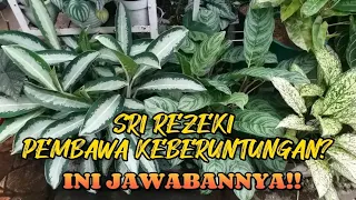 Download 10 Tanaman hias Sri Rezeki dan cara perbanyakan  #tanamanhias #terasrumah MP3