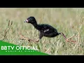 Lagu De meest memorabele vogelmomenten aller tijden die je gezien moet hebben! | Deel 3 | Natuurdocume...