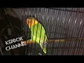 Lagu Lovebird Ngekek Panjang durasi 1 menit tanpa putus