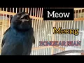 Download Lagu Meong Meow Suara kucing Srigunting Gacor Bongkar isian ekek Lovebird