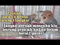 Download Lagu begini reaksi burung prenjak jantan dan betina dijadikan 1 sangkar langsung