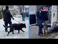 Dogs rescued from Buffalo home after friend claimed owner went to ICE appointment and never returned
