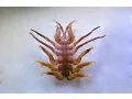 Humpback Whale Lice