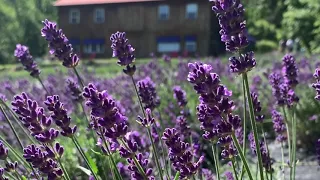 فيروز   بتمرجح بقلبك دندنها