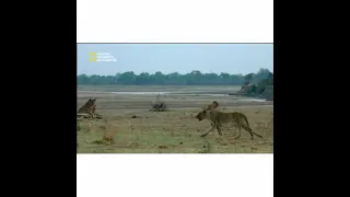 تقديم برنامج الحياة البرية حيوانات مفترسة على ناشيونال جيوغرافيك غير رسمي Nationalgeographic  تقديم برنامج الحياة البرية حيوانات مفترسة على ناشيونال جيوغرافيك غير رسمي Nationalgeographic