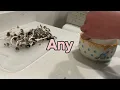 How To Pick And Dry Your Mushrooms Easy Method