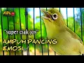 Lagu CIAK CIAK JOSS KECIAL KUNING AMPUH||PANCINGAN KECIAL MALAS BUNYI||