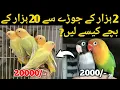 Lagu Lovebirds crossbreed guideline | Lovebirds crossbreeding| Mujeeb birds breeding 