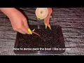 How to pack Tangiers Tobacco in a Tangiers Phunnel Bowl Step-by-Step Guide
