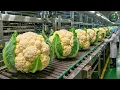 Lagu Inside The BIGGEST Cauliflower Farm \u0026 Factory - From Seed to Harvest (Full Process)