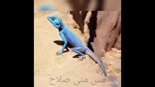 تكيف سحالى سيناء العجمة الزرقاء مع البيئة 