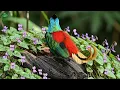 🕊️ Peaceful Birds of Papua New Guinea 🌿 Calming Nature Sounds | Stress Relief | 4K ASMR🎶