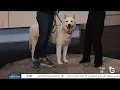Pet of the Week Hank Bon Carter