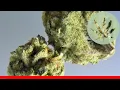 Ghost Og - All About This Strain