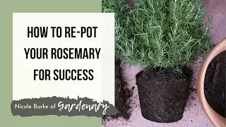 Download How To Re-Plant Your Rosemary For Success! MP3