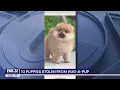 Indiana police looking for teens believed to have stolen 10 puppies from pet store