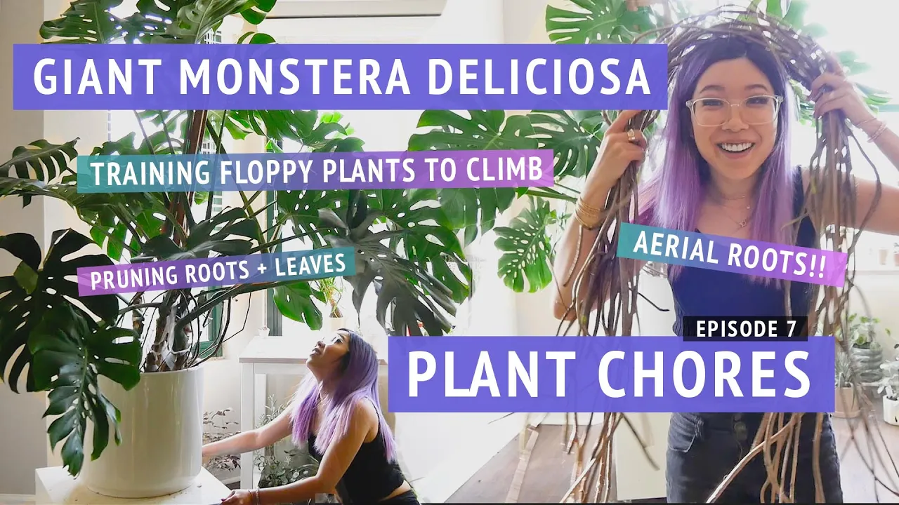 REALLY BIG PLANT CHORES: wrestling wide monsteras to make them grow upwards 🤠 cutting aerial roots