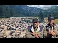 Download Lagu FRAȚII DANIEL ȘI IONICĂ MIRCA ÎȘI COBOARĂ TURMA DE 2000 DE OI DIN INIMA RRTEZATULUI (LACUL GALEȘ)