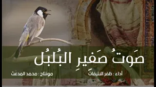 صوت صفير البلبل صوت وأداء ظفر النتيفات  صوت صفير البلبل صوت وأداء ظفر النتيفات