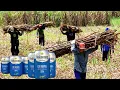 Download Lagu Get to Know Ciu Bekonang, a Traditional Alcoholic Drink Made from Sugar Cane