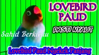 Download Pancingan Lovebird Paud Tercepat Ngekek Panjang. MP3