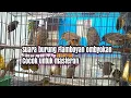 Download Lagu Terapi Masteran burung wergan jawa/Flamboyan ombyokan