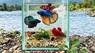 Amazing Colorful Fish in Small Pond with Baby Eels and Turtles Betta Fish
