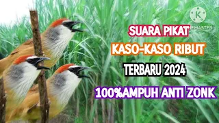 suara pikat burung kaso kaso betina ribut terbaru 2026 dijamin ampuh anti zonk 
