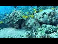 Spearfishing the Shallows - Yellow Tang Catch Cook