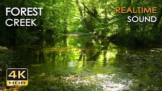 Forest Creek – 9h REALTIME Birdsong & Gentle Babbling Water | No Loop Nature Sounds - 5.1 Surround