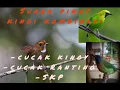 Lagu Suara pikat kinoi tebaru 2023| suara kombinasi pikat burung hutan|terbukti ampuh