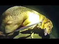 Download Lagu Dog Leads Florida Deputy to Missing Elderly Woman