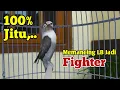 Suara Lovebird Ngekek Panjang Durasi Mantab, 100% JITU Memancing LB  Jadi FIGHTER Rajin BUNYI