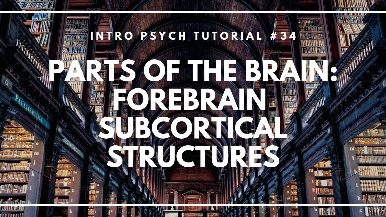 Parts of the Brain: Forebrain: Subcortical Structures (Intro Psych Tutorial #34)